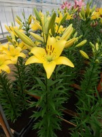 [4019 Ceb Dazzel No01.JPG]